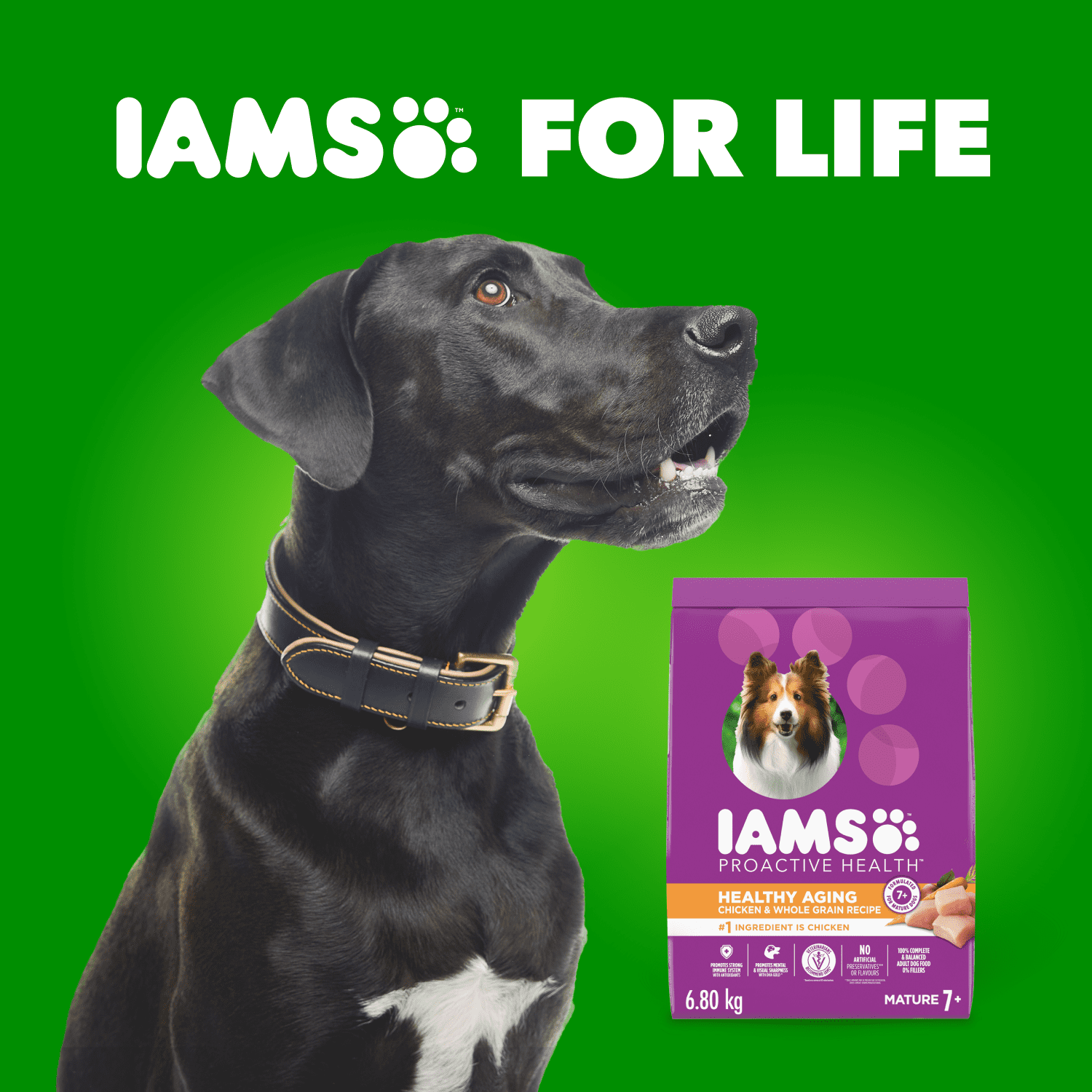 Iams Proactive Health Vieillissement en Santé Sénior Adulte Nourriture Sèche pour Chien Recette au Poulet & Grains Entiers 6.8KG