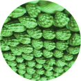 thumbnail image 1 of Ahgly Tapis Rond Lavable en Machine Intérieur Transitionnel Vert, 3 Pieds Rond, 1 of 7