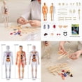 thumbnail image 3 of WHEANG Clear Human Body Structure Model Organizeh Human Body Skeleton Model Kits With Instruction 29 Piece Transparent 3D Human Body Torso Model – Removable, 3 of 9