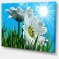 thumbnail image 2 of Beautiful Chamomiles in Bright Sunlight - Floral Canvas Art Print, 2 of 3