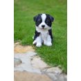 thumbnail image 5 of Décor de Jardin Statue d'Animal Border Collie Puppy, 5 of 5