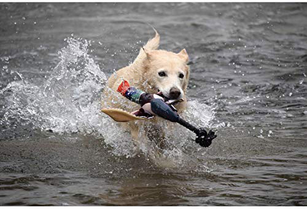Fly & Fetch Launching Dog Toy