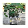 thumbnail image 3 of Sacs de Protection pour Fruits Fraise et Raisin Silver50 Pcs, Lutte Antiparasitaire, Anti-Oiseaux, Sacs en Filet pour Jardin, Maille, 3 of 4