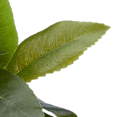 thumbnail image 3 of Bouclair Plante Artificielle Verte en Pot à Rayures, 3 of 3