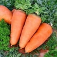 thumbnail image 3 of GSDWIUEW Carotte Sucrée Carotel Rouge Légume Patrimonial pour la Plantation, 3 of 8