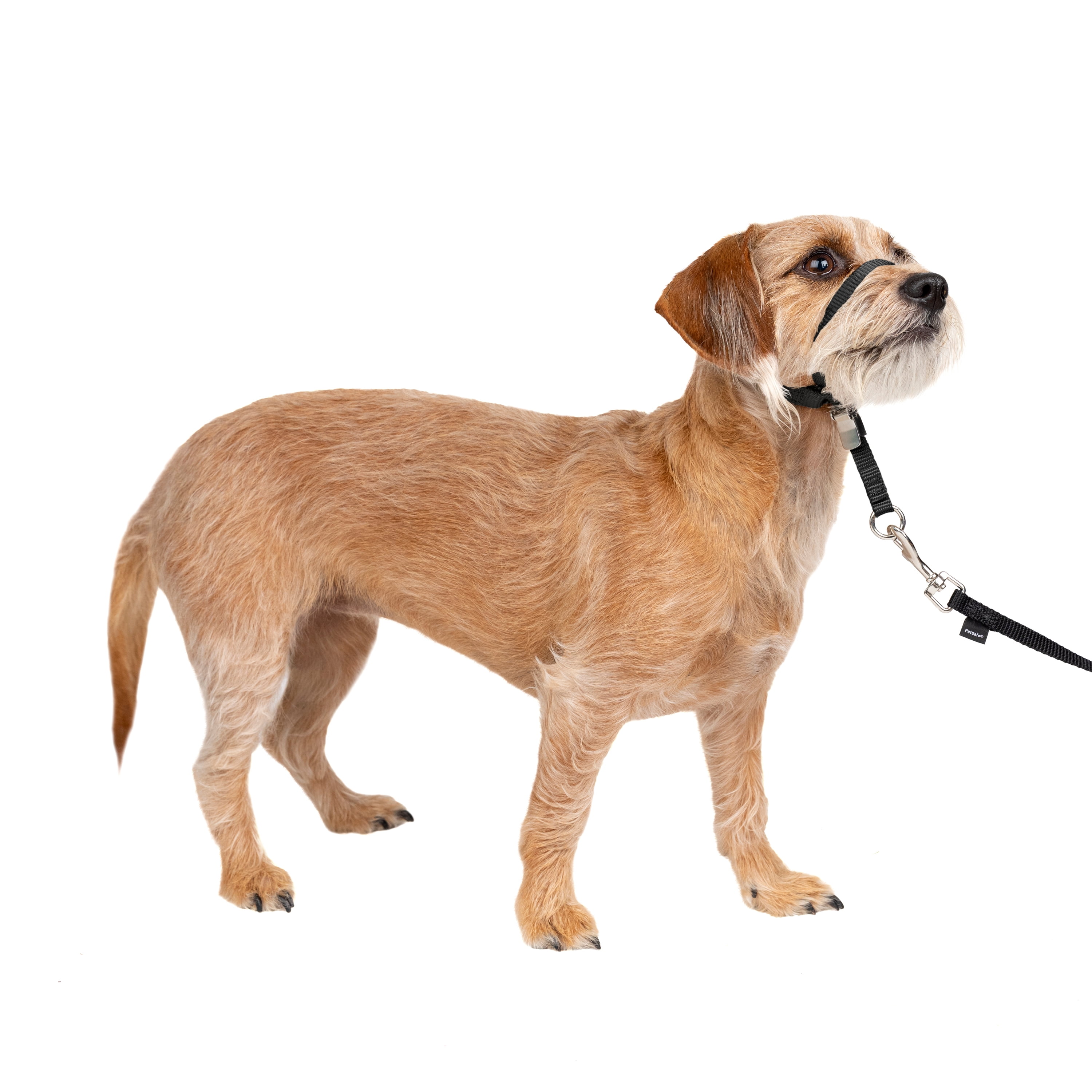 PetSafe® Easy Walk® Headcollar - Medium, Black