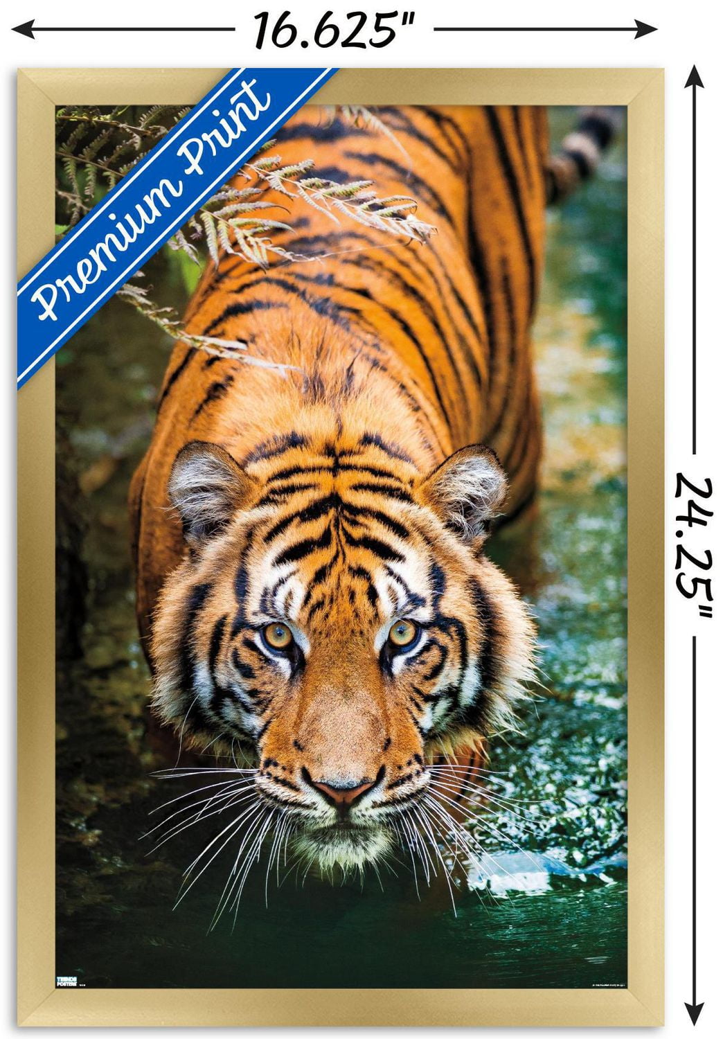 Tiger - Water Wall Poster