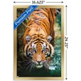 thumbnail image 2 of Tiger - Water Wall Poster, 22.375" x 34" Framed, 2 of 4
