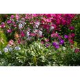 thumbnail image 3 of 2 Gallon (7.5L) Francee Hosta, 3 of 4