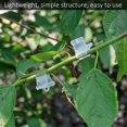 thumbnail image 2 of 100Pcs Vegetable Fruit Tree Seedling Nursery Plastic Plants Grafting Clips Gardening Tools, 2 of 6