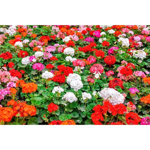 10 MIXED COLORS GERANIUM Pelargonium Zonale Pink, Purple, White, Red, & Salmon Flower Seeds