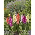 thumbnail image 2 of TASC Flower Bulbs- Gladiolus Flamencos, 2 of 2