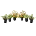 thumbnail image 1 of 1 Gallon (3.8L) Broadleaf Evergreen Mix 6 Pack, 1 of 7