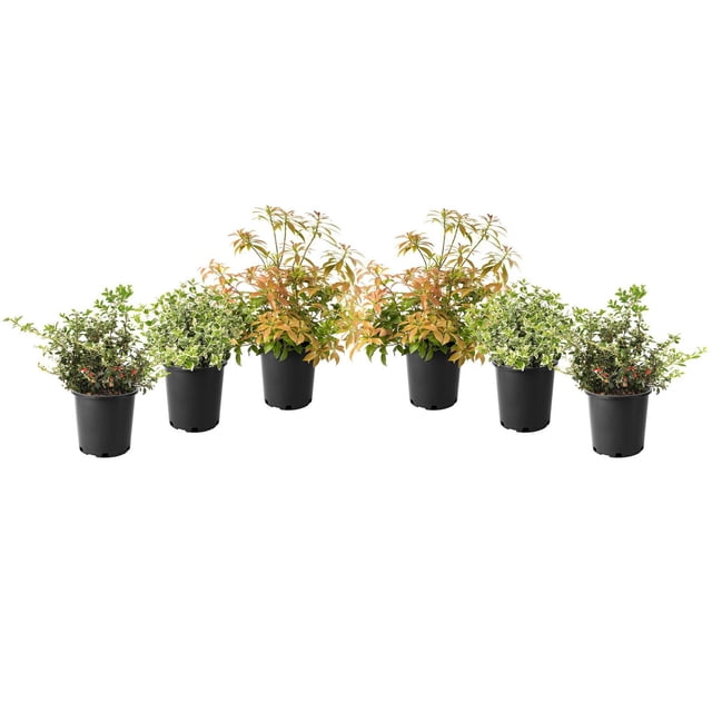 1 Gallon (3.8L) Broadleaf Evergreen Mix 6 Pack with six black nursery pots containing Mountain Fire Pieris with fiery red new growth, Emerald Gaiety Euonymus with variegated green and white leaves, and Bearberry Cotoneaster with green foliage and red berries, ideal for full sun to partial shade gardens in hardiness zones 5-10.