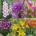 thumbnail image 1 of TASC Flower Bulbs Summer Border Collection(78 Bulbs), 1 of 7