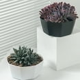 thumbnail image 3 of fastboy Succulent Planters Resin Plastic Crafts Personality Decorations Flower Pot Style Decorative Plants Container Office Yards Black, 3 of 9
