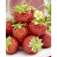 thumbnail image 2 of Tasc Strawberry Bulbs – Seascape Strawberry Fruit Plant Bulb, 2 of 2