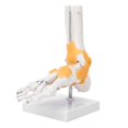 thumbnail image 4 of Khall Modèle de Pied Adulte Ligament Squelettique Humain Pied Cheville Enseignement Anatomique, 4 of 8