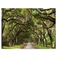 thumbnail image 2 of Design Art - Live Oak Tunnel, 2 of 3