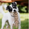 thumbnail image 4 of SPOT Mini Skinneeez Extreme Quilted Squirrel Stuffing Free Plush Tug Dog Toy, 4 of 5