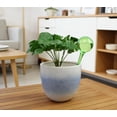 thumbnail image 4 of Expert Gardener Plant Watering Globe - Automatic Plant Watering Bulbs for Indoor & Outdoor, Durable Plastic, Lightweight, 200ml Capacity, 4 of 5