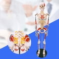 thumbnail image 3 of Human Skeleton Model for ,Life Size Human Skeleton Model with Numbered & Painted Muscle and Insertion Points Rolling Stand, 3 of 7