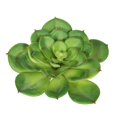 thumbnail image 1 of Green Single Cactus Succulent - Pack of 3, 1 of 1