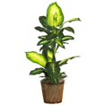 thumbnail image 1 of 42 Inch Golden Dieffenbachia with Basket Silk Plant, 1 of 1