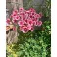 thumbnail image 3 of GSDWIUEW Butterfly Ranunculus Bulbs Buttercup Bare Roots for Planting Canada, Perennial Flower Ranunculus asiaticus, Double Ranunculus Bare Roots for Cut Flowers Garden Indoor Outdoor (10, Hera), 3 of 6