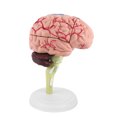 thumbnail image 4 of Cerveau Humain, 1 Pce Modèle Anatomique Démontable, Outil d'Enseignement pour Humain Facile à Transporter, 4 of 8