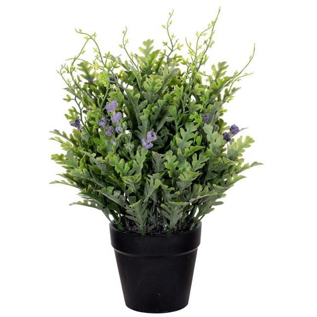 Vickerman FE222911 11 Po Senecio Cineraria en Pot&44; Vert