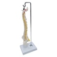 thumbnail image 2 of serony Spine Model Vertebral Column Anatomical human skeleton aid spine model for Kids Models pelvis model Learning Display Classroom hanging, 2 of 9