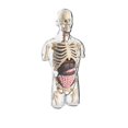 thumbnail image 1 of Jouet Style Science Anatomique Ensemble d'Anatomie Détachable / Affichage Réaliste des Parties du Corps Kit Éducatif d'Étude Accessoire d'Enseignement en Classe pour Enfants Laboratoire Apprentissage, 1 of 4
