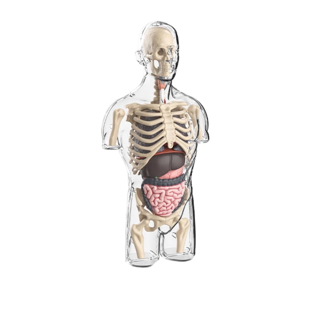 Jouet Style Science Anatomique Ensemble d'Anatomie Détachable / Affichage Réaliste des Parties du Corps Kit Éducatif d'Étude Accessoire d'Enseignement en Classe pour Enfants Laboratoire Apprentissage