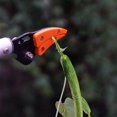 thumbnail image 5 of Long Handle Pruner Telescopic Pruner, Long Reach Tree Gardening Pruning Shears and Scissors, Grass Trimmer with Handle, Branch Cutter, 5 of 5