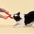 thumbnail image 3 of Playology Jumbo Crunchy Branch - Beef Scented Dog Toy, 3 of 6