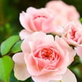 thumbnail image 2 of Herbal Essences Rose Hips Smooth Shampoo, 2 of 2