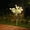 Pink#2, variant on Solar Powered Gardenia Flower Lamp | 7-Head Artificial Garden Stake Light for Outdoor Yard Patio Decor | Waterproof Solar Lights for Garden Pathway Landscape Decoration