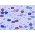 thumbnail image 1 of Ahgly Company Machine Washable Indoor Rectangle Transitional Heavenly Blue Area Rugs, 2' x 5', 1 of 7
