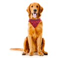 thumbnail image 4 of Arizona Cardinals Dog Bandanna Size S, 4 of 6