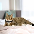 thumbnail image 2 of 8 Color Off The Shelf Cat Collar Can Be Broken Cat Callor Cat Collar, 2 of 6