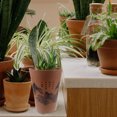 thumbnail image 3 of HEALEEP Jardinière Intérieure en Plastique pour Plantes Rondes de Café 1 Paquet, 3 of 7