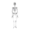 thumbnail image 1 of Glow In The Dark Skeleton Body Halloween Toy 30Cm Long Plastic Material With Movable Joints For Party Decoration White, 1 of 9