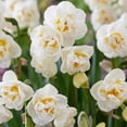 thumbnail image 1 of TASC Bulbes de fleurs de narcisse - Double couronne de mariée (10 ampoules), 1 of 1