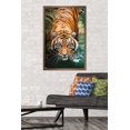 thumbnail image 3 of Tiger - Water Wall Poster, 22.375" x 34" Framed, 3 of 4