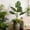 philodendron leaf decoration Under $5 a4, variant on Kadlawus Artificial Banana Leaves Plant Decor for Indoor Courtyard, Plastic Monstera Deliciosa and Philodendron Leaf Ornaments, Decorative Piece for Home, Office, Garden
