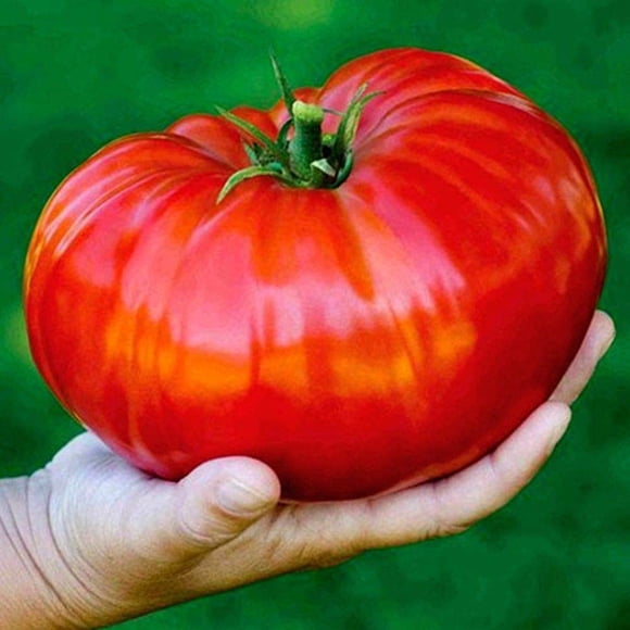 GSDWIUEW Beefsteak Giant Tomato Russian Hercules Seeds Heirloom Vegetable for Planting 40 Seeds
