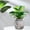 Black, variant on Uuiauoio Self Watering Planters 4.13x4.33in Self Watering Pots for Indoor Plants, African Violet Pots, Flowers, Succulents, Herb, House Plants