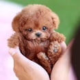 thumbnail image 3 of Chien Robot - Chiot Robot, Nico Mon Chiot Robots Réalistes, Chiens Robots Qui Agissent comme un Vrai Chien Réaliste, Jouet Chiot en Peluche Électronique Interactif (H), 3 of 8