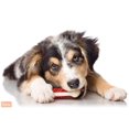 thumbnail image 2 of Jouet pour chien Hartz Chew 'n clean moyen, 2 of 7
